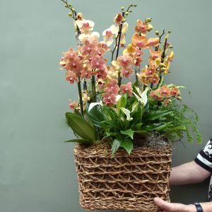 Photo showing a sample of a luxury Orchid basket of coloured orchids, available to order from Kensington Flowers London