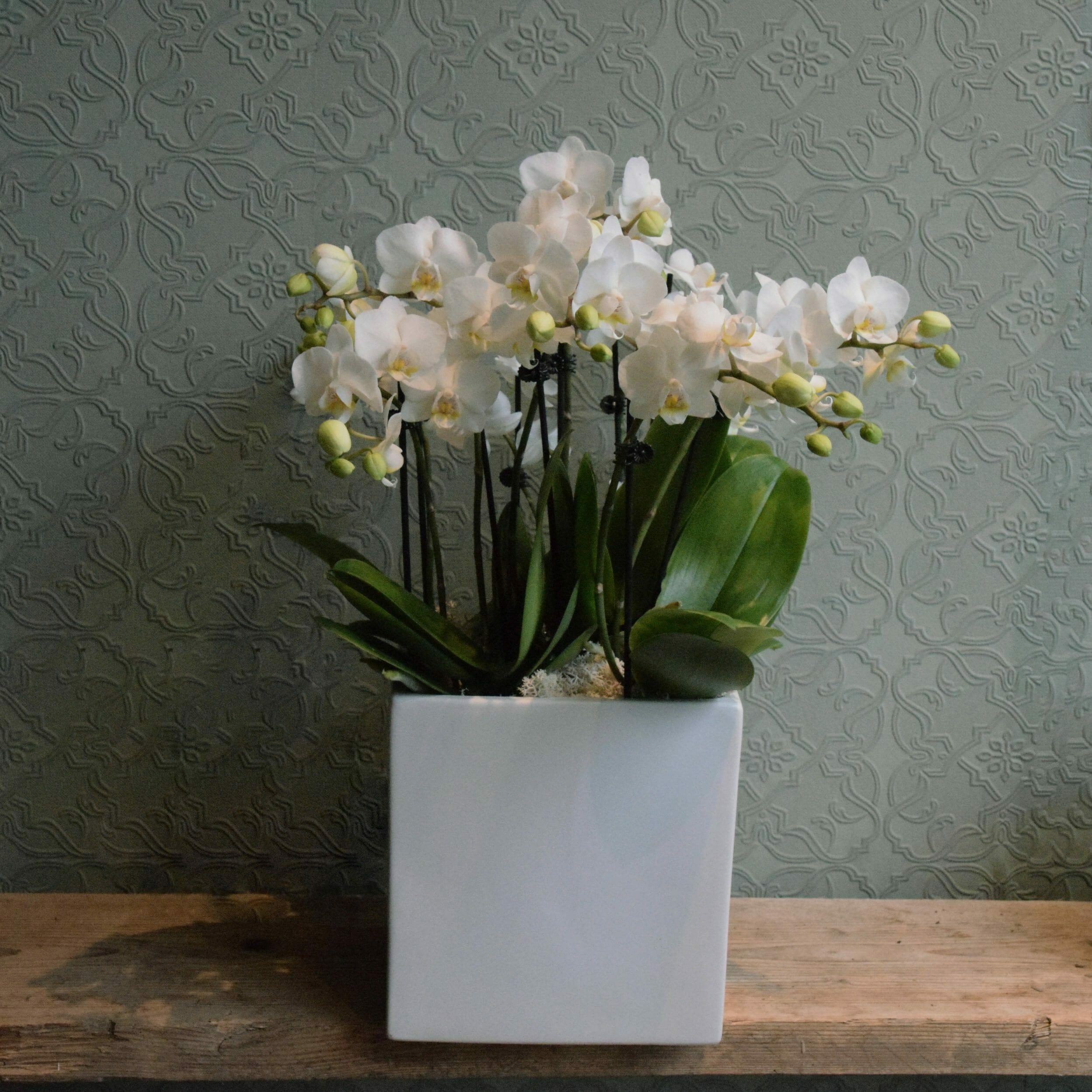 Mini Orchid Plants - Kensington Flowers