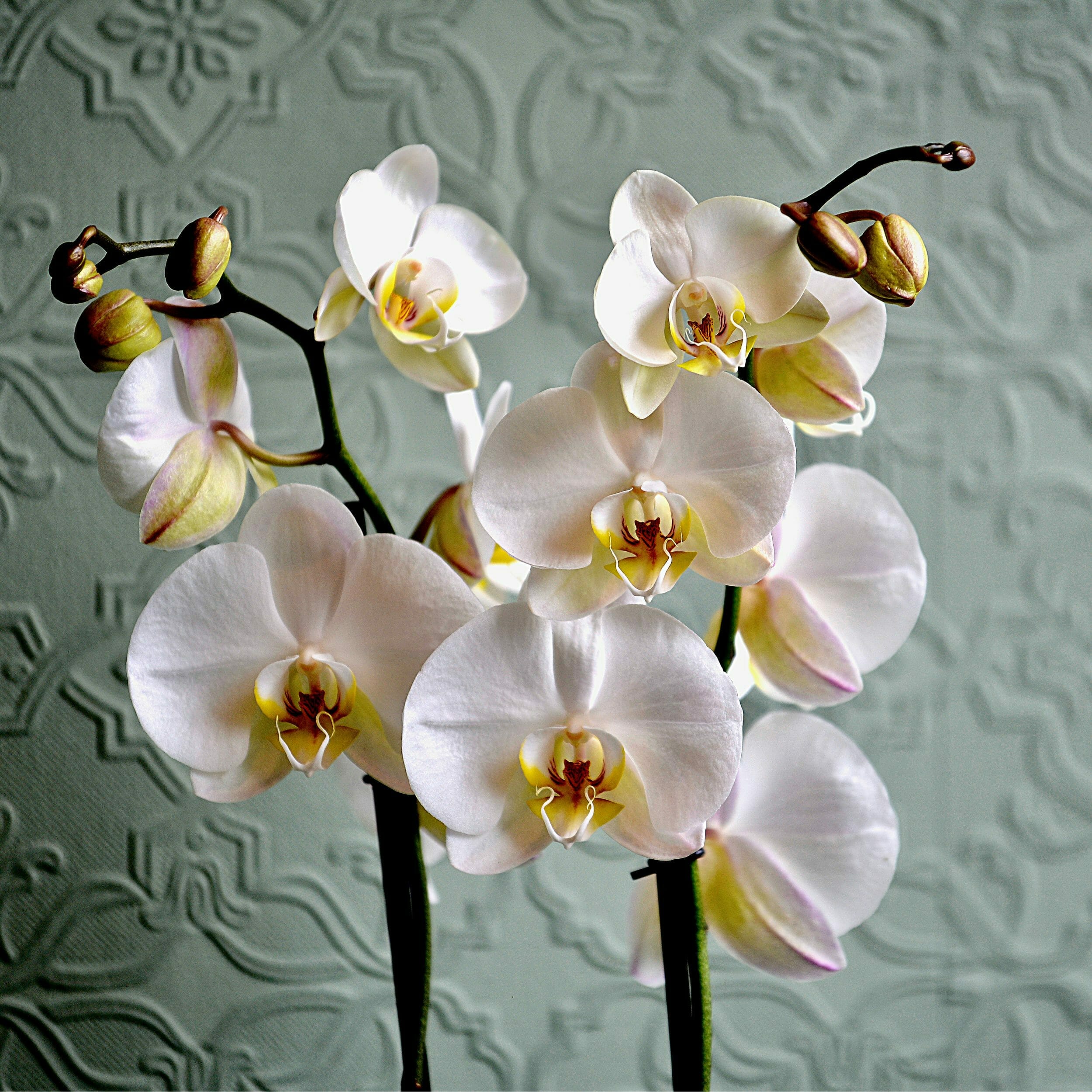 Orchids White Close Up 1 